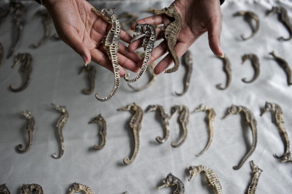 Pérou. Des hippocampes séchés sur le point d'être expédiés illégalement vers des pays d'Asie ont été saisis par la police écologique. (Photo : ERNESTO BENAVIDES/AFP/GettyImages)