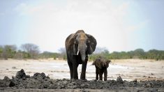 Plus de 50 éléphants victimes de la sécheresse et de la crise économique en un mois au Zimbabwe