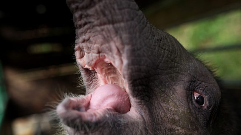 Le bébé éléphant pygmée "Joe", âgé de trois mois, a été secouru et se trouve dans un centre de détention temporaire au parc naturel de Lok Kawi à Kota Kinabalu, dans l'État de Sabah, en Malaisie, le 6 février 2013. (MOHD RASFAN / AFP / Getty Images)