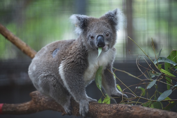 -Un koala se nourrit à l'hôpital Koala de Port Macquarie. Les perspectives pour les populations de koala sur la côte est de l'Australie sont désastreuses, la perte d'habitat, les attaques de chiens, les collisions avec des voitures, le changement climatique et les maladies font des ravages et aujourd’hui des incendies. Photo PETER PARKS / AFP via Getty Images.