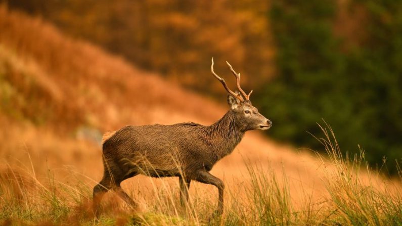 Un cerf élaphe paît après la fin de la saison du rut. (Jeff J Mitchell/Getty Images)