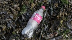Coca-Cola, Nestlé ou encore Pepsico: une poignée à générer des dizaines de milliers de déchets plastiques qui polluent la planète