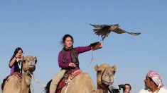 Des ornithologues russes frôlent la ruine à cause d’aigles trop voyageurs
