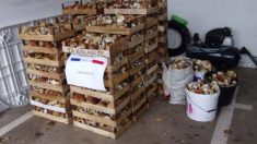 Vosges : sept personnes originaires des pays de l’Est arrêtées après avoir cueilli 400 kg de champignons