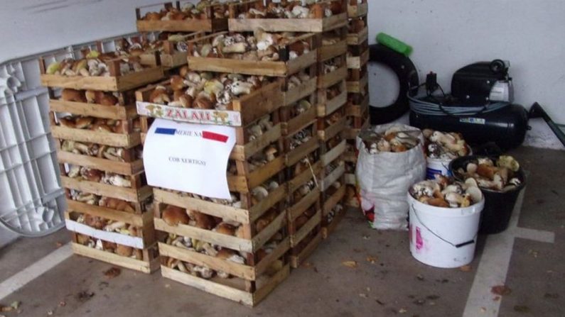 La valeur totale des 400 kilos de champignons saisis par les gendarmes de Xertigny a été estimée à environ 2400 euros. Crédit : Gendarmerie des Vosges. 