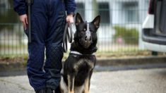 Loire-Atlantique : il frappe un chien policier et lui arrache sa muselière, son geste se retourne contre lui