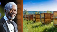 Afin de sauver les abeilles à miel, l’acteur Morgan Freeman consacre son ranch de 50 ha à l’apiculture