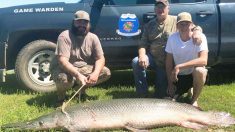 Un pêcheur à la ligne attrape un poisson préhistorique au museau d’alligator de 77kg en Oklahoma