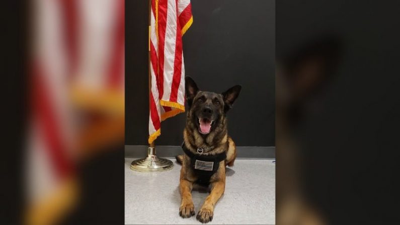 Un chien policier du bureau du shérif du comté de Shelby, Bandit, a été salué comme un héros pour avoir repéré un enfant de 3 ans disparu le 8 octobre dernier. (Photo avec l'aimable autorisation du bureau du shérif du comté de Shelby)
