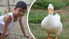 Un «geste» inhabituel d’un canard devient viral lorsqu’il aide un enfant à récupérer sa sandale