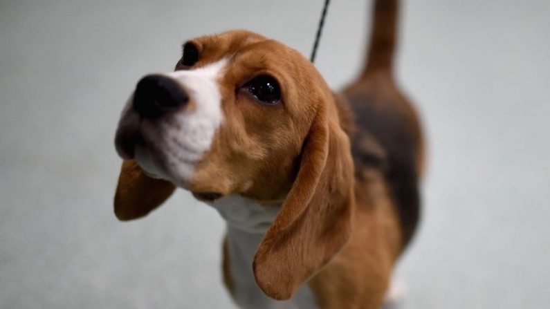 Un Beagle est montré à l'American Kennel Club lors de la présentation des races canines les plus populaires de 2016 à AKC Canine Retreat à New York, le 21 mars 2017. (Jamie McCarthy/Getty Images) 