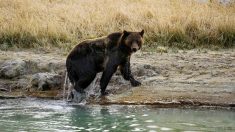 États-Unis : Un chasseur tue un ours dans une situation de légitime défense