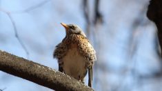 Des chasseurs attirent les oiseaux en diffusant leurs chants sur des enceintes connectées via un smartphone