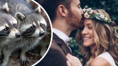 Des ratons laveurs s’incrustent dans un mariage et volent la vedette lors de la séance photo des mariés