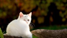 Un chat persan négligé, supportant un lourd fardeau de fourrure en broussailles, change totalement d’aspect et n’en revient pas
