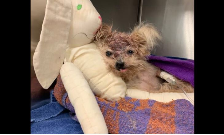 Une petite chienne Yorkshire Terrier souffrant d'un traumatisme crânien est décédée après avoir été trouvée dans une poubelle au nord de Philadelphie le 3 octobre 2019. (SPCA de Philadelphie)