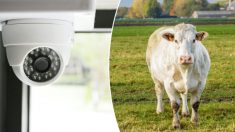 Une caméra de sécurité capture une vache plutôt curieuse qui «frappe» à la porte d’une maison au Texas