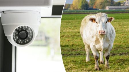 Une caméra de sécurité capture une vache plutôt curieuse qui «frappe» à la porte d’une maison au Texas