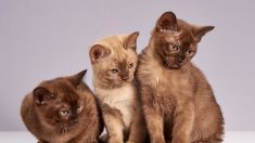 Journées Portes ouvertes de la SPA : 1 684 animaux adoptés, surtout des chats
