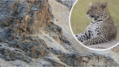 Un léopard camouflé dans cette image rend les gens fous sur les réseaux sociaux. Allez-vous réussir à le trouver?