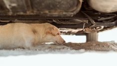 Une chienne mutilée qui s’est traînée sous la voiture d’un inconnu implore son aide