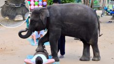 Voici la raison pour laquelle les touristes devraient s’abstenir de recevoir des massages donnés par des éléphants en Thaïlande