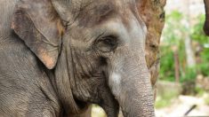Un éléphant blessé étonne les gardes forestiers lorsqu’il se présente seul à un rendez-vous pour une intervention chirurgicale