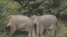 Des éléphants se noient en tentant de sauver un compagnon tombé dans l’eau
