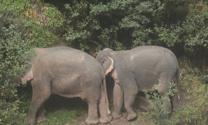 Le 5 octobre 2019, deux éléphants survivants se trouvaient sur l'un des bords de la cascade dans le parc national de Khao Yai. (Département thaïlandais des Parcs nationaux, de la Faune et de la Préservation des plantes)