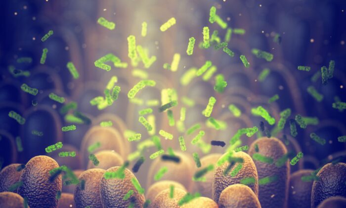 Les bactéries forcées de vivre dans un espace confiné ont trouvé des moyens de partager leurs ressources et de coopérer, selon les chercheurs. (Photo description)(nobeastsofierce/Shutterstock)