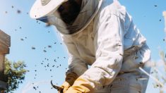Un homme qui murmure à l’oreille des abeilles passe 5 heures à enlever un énorme nid d’abeilles caché derrière un mur de briques