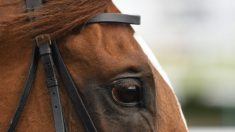 Une adolescente norvégienne reçoit des menaces de mort pour avoir mangé son propre cheval après son abattage