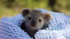 Le bébé koala Elsa gagne les cœurs tandis que les gardiens du zoo doivent intervenir dans ses soins
