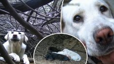 Une chienne était sans abri et vivait dans des broussailles denses, puis les sauveteurs sont arrivés et ont découvert son secret