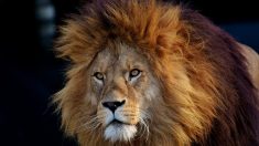 Afrique du Sud : 340 kg d’os de lions saisis à l’aéroport international de Johannesburg