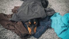 6 ans après le décès de son maître, ce chien se blottit dans ses vêtements et ne cesse de les sentir