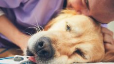 Un propriétaire de chien partage son histoire déchirante pour avertir contre les «jouets à corde» pour chiens après la mort de son chien