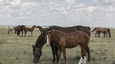 70 chevaux sauvés de l’abattoir vivent à présent dans le ranch du musicien Willie Nelson