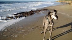 Un homme découvre par hasard une vieille épave en promenant son chien sur la plage