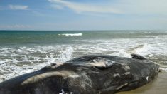Le mystérieux «monstre des mers» de 10 mètres trouvé mort aux Philippines en 2017 demeure toujours un mystère