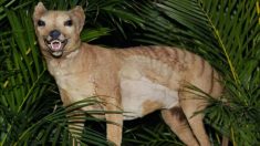 Des gens repèrent des tigres de Tasmanie, 80 ans après l’extinction présumée de l’espèce