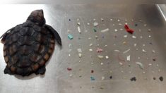 Une minuscule tortue de mer retrouvée morte avec 104 morceaux de plastique dans le corps