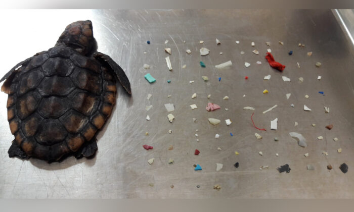 La petite tortue morte s'est échouée en Floride avec 104 morceaux de plastique ingéré. (Avec l'aimable autorisation de la ville de Boca Raton, Gumbo Limbo Nature Center)