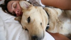 Une femme passe la nuit avec un chien mourant pour qu’il ne soit pas seul: «Sa vie a de l’importance»