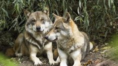 Belgique : soupçons d’assassinat sur une louve sauvage et ses louveteaux disparus depuis des mois