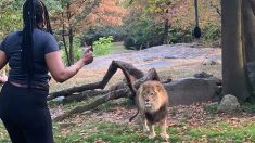 Une femme s’introduit dans l’enclos d’un lion pour le taquiner et s’en sort sans blessures – le zoo porte plainte pour intrusion