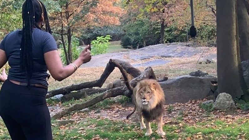 Le zoo du Bronx a déclaré que la femme qui avait pénétré samedi dans l'enceinte du lion s'était mise en danger. (Avec l'aimable autorisation de @ realsobrino | Instagram)