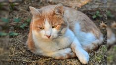 Morbihan : un chat abandonné avec un kilo de dreadlocks sur le dos