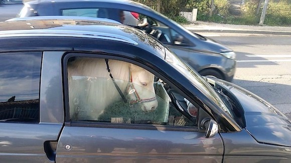 Un poney dans une voiture. (Photo : Facebook/Gendarm'ania)