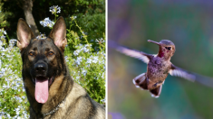 Un colibri sauvé par un chien devient son meilleur ami et «déménage» avec lui pour le remercier